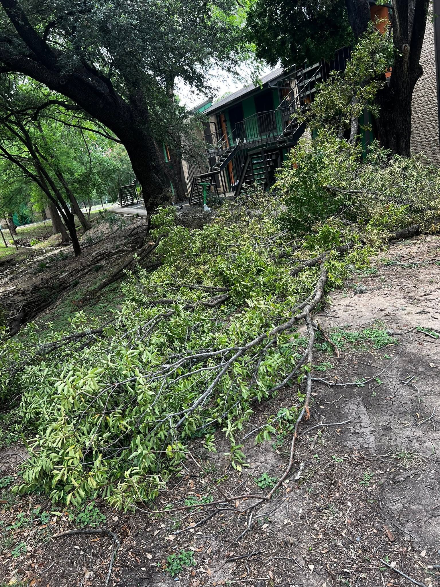 Yard Debris Removal